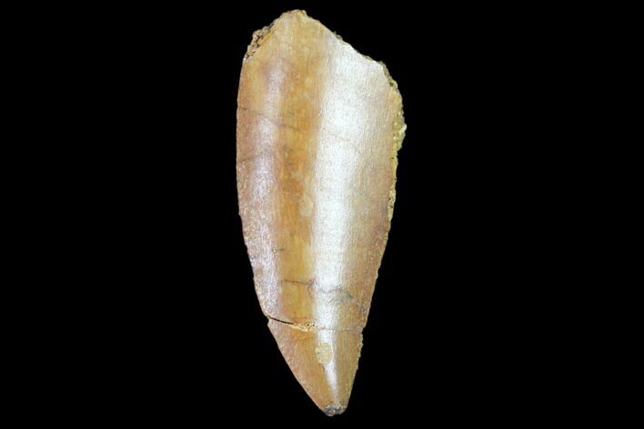 Raptor Tooth - Real Dinosaur Tooth #102395